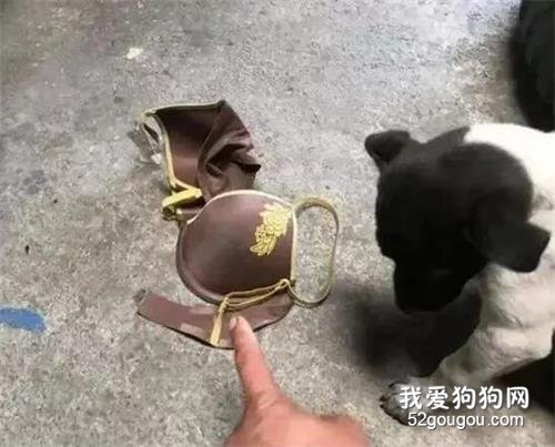 “爸爸，我把鄰居姐姐的胸罩帶回來了！”