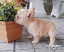 法國斗牛犬平常容易護理嗎？