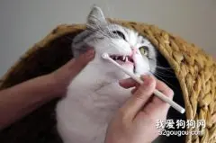 给猫咪刷牙可以试试这个方法