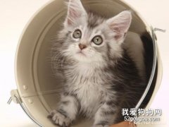 怎么讓貓咪記住自己的名字和學會握手