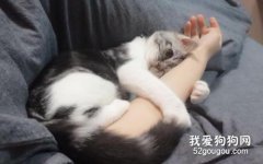 什么時候小貓開始不粘人了?