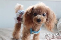 平常可以讓泰迪狗狗吃糖嗎