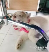 網友領養了只哈士奇，可沒想到長大后它就完全不像一只狗了，笑噴！