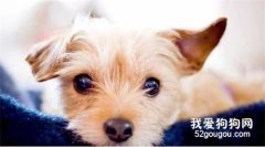 狗子八年都在尋找回家的路：主人在等我...