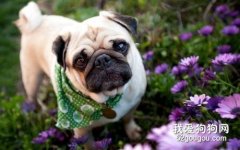 狗狗鼻子為什么會褪色?