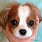 狗狗發抖是什么原因?