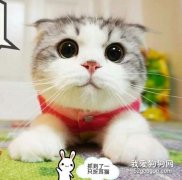 搬家后怎么讓貓咪快速的適應新家?