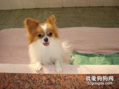 在室外應該怎么預防狗狗中暑?