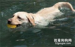 拉布拉多狗狗天生就會游泳嗎?