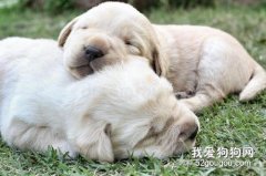 小狗狗每天睡多長時間是正常的?
