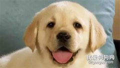 生病時的狗狗能不能驅蟲?