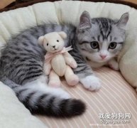 貓咪平常需要怎么清洗護理?