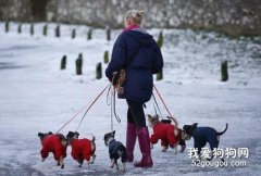在潮濕的天氣里遛狗要注意哪些事情?