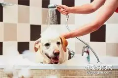 给狗狗洗澡时要注意什么？
