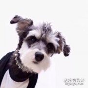 雪納瑞狗狗適合上班族養嗎
