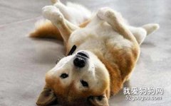狗狗露肚子是為了表達什么意思？