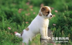 選擇小狗狗的時候怎么看是否健康？