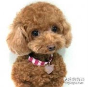 冬天怎么給泰迪狗狗保暖?