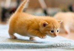 導致貓咪嘔吐的幾種主要原因