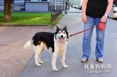對于出門喜歡暴沖的狗狗該怎么遛?