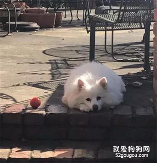 鄰居家的貓每天來等門，想找狗狗出去玩，主人：它過世1年了！