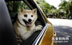 訓練狗狗坐車不暈車的方法