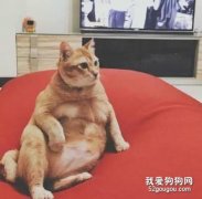 寵物絕育后發胖怎么辦?