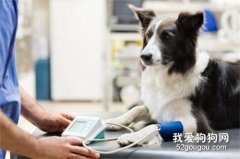 如何測量狗狗的脈搏?
