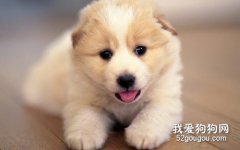 對于初次出門的小狗要注意哪些問題