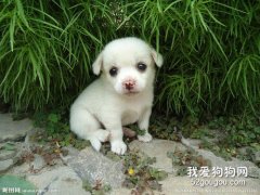 什么樣的狗狗是暫時不能洗澡的