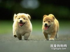如何判斷狗狗是否發燒？
