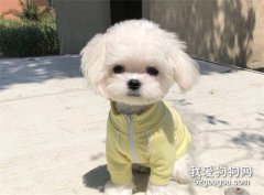 狗狗O型腿怎么辦？