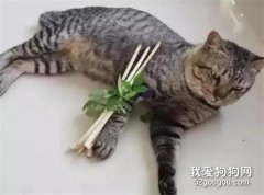 小貓咪不小心摔斷腿，主人做了一副拐杖