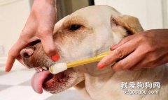 如何預防狗狗口腔問題？