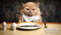 貓咪挑食的原因有哪些？
