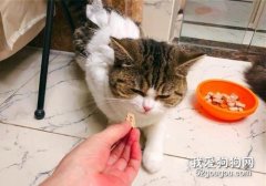 如何避免貓咪挑食?