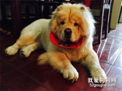 家里的狗狗經常撓眼睛是什么原因?