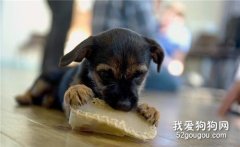 喜歡咬鞋子的狗狗該怎么訓練？