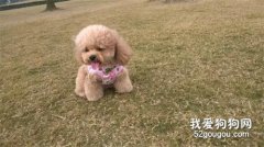 泰迪狗狗出現嘔吐了怎么辦？