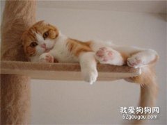 貓咪愛爬高的四個原因