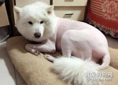 夏天給狗狗剃光毛好嗎?