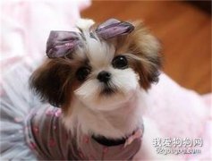 西施犬這樣漂亮的狗狗好養嗎?