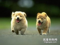 幾個月大的小狗才可以出門遛彎?