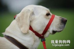 狗狗突然像哮喘一樣是怎么了？