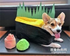 主人把柯基打扮成了壽司，光看著就很誘人，網友：來十份打包！
