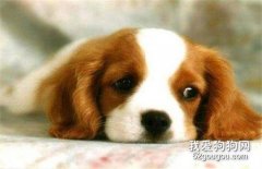 什么是狗狗的分離焦慮癥?