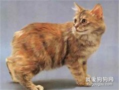 威爾斯貓好養嗎 威爾斯貓生活習性介紹