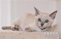 東奇尼貓性格怎么樣 東奇尼貓性格介紹