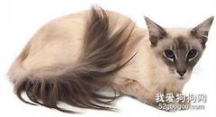 如何飼養巴厘貓 巴厘貓飼養方法