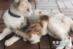 小貓喂奶需要注意什么？